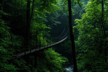 Lush forest ravine suspension bridge