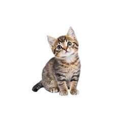 Adorable Tabby Kitten With Striking Eyes Posing for the Camera