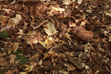 Dry autumn leaves on the ground background texture