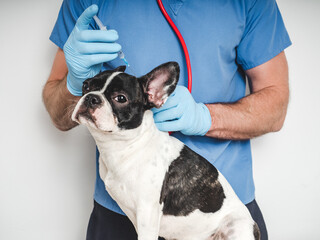 Veterinarian and puppy vaccination. Close-up, white isolated background. Studio photo. Concept of...