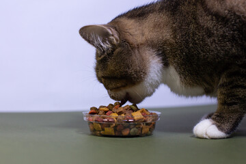 A young cat eats dry food close up