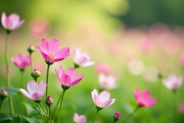 Delicate pink blossoms gently sway in a tranquil garden, bathed in soft sunlight, creating a serene and peaceful atmosphere.