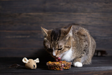 A young cat eats dry food close up