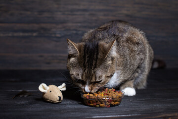 A young cat eats dry food close up