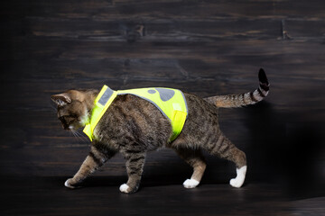 A young cat in a reflective vest