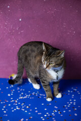 A young cat stands on a beautiful background