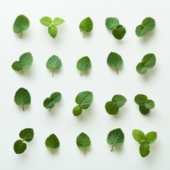 Fresh mint leaves arranged on white background. Food recipe, blog, or website use