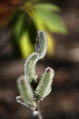 猫の尻尾に似た花