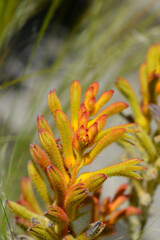 Kangaroo Paw flower buds