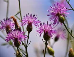 purple thistle flower