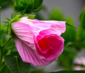 pink rose in the garden