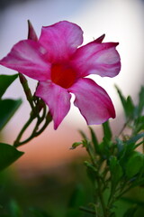 pink flower in the garden