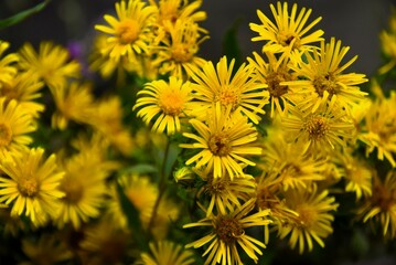 yellow  flower