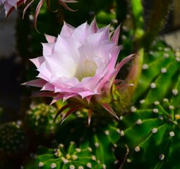 pink  flower
