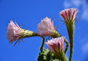 cactus flower
