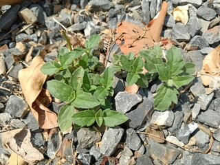 leaves on the ground