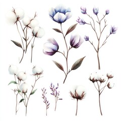 Watercolor cotton and wildflowers; botanical illustration; design elements; white background; crafting