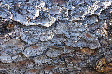 tree bark close-up. Rough texture of wooden surface.