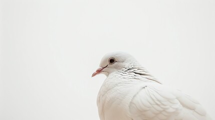 A beautiful white dove with a soft, feathery body and a gentle expression in its eyes.