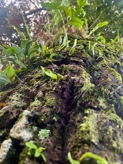 The image captures a close-up of an avocado tree trunk covered in moss, fungi, and parasitic plants. Various epiphytic ferns and lichens thrive in the humid environment.