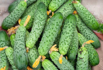 fresh cucumbers in bulk