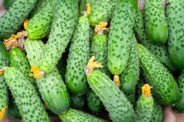 fresh cucumbers in bulk