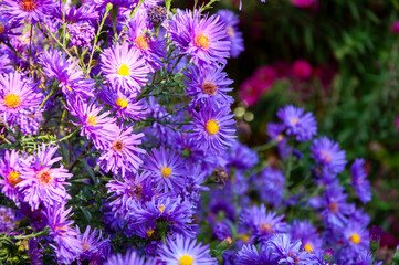 Bush of novi-belgii aster