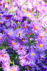 Bee on the flower of novi-belgii aster