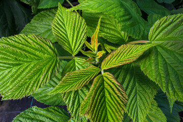 A close-up of raspberry plants with textured leaves serrated edges and vibrant green color. Beautiful natural background.