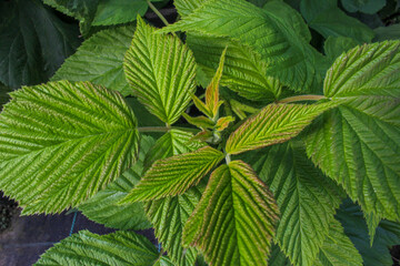 A close-up of raspberry plants with textured leaves serrated edges and vibrant green color. Beautiful natural background.