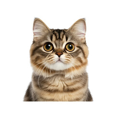 Adorable Tabby Kitten with Wide Eyes - Close-Up Portrait