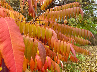 Fototapeta premium Leaves of red and orange dominate a branch in a serene forest, capturing the essence of autumn. The warm colors contrast beautifully with the rich green backdrop, creating a soothing atmosphere