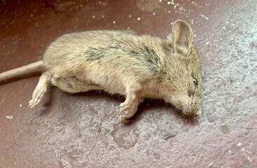 A small mammal lies motionless on a rustic surface, revealing its soft fur and unique body structure. The creature is observed in natural daylight, evoking curiosity about its habitat
