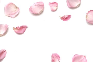 Blurred a group of sweet pink rose corollas on white isolated with copy space and softy style 