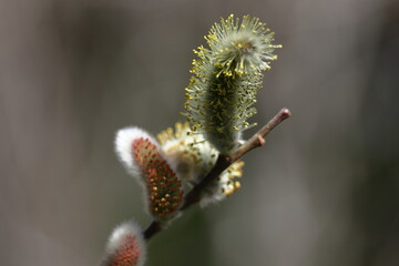 猫の尻尾に似た花