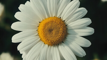 a macro shot of a white daisy with a yellow center. 
