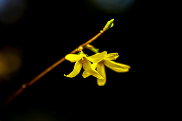 kwiat 001 © Seba73r
