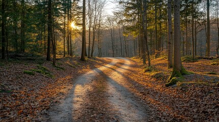 Obraz premium Sunset Forest Path Two paths diverge in a sunlit woodland. Use Nature, travel, peace
