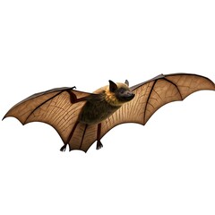 Bat birds and animals white background.