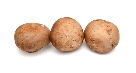 Fototapeta premium Common mushrooms on white background