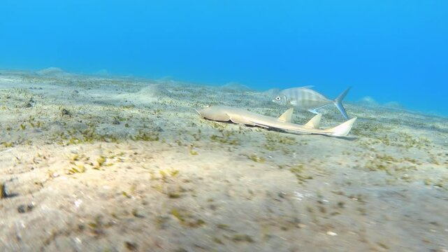 Guitarfish underwater. Halavi ray (Glaucostegus halavi), Red Sea. Stock video footage