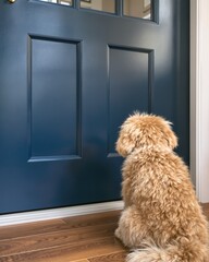 Fluffy Goldendoodle Puppy Waiting by Blue Door