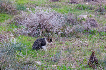 Stray cat grooming in a grassy field Paphos Cyprus 20.11.2024