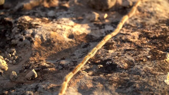 Processionary caterpillars walking in a line.