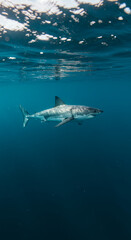 Naklejka premium Majestic Great White Shark Underwater: A Stunning Ocean Encounter | Explore the Depths & Marine Life!