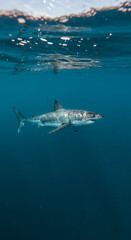 Fototapeta premium Great White Shark Majesty: Underwater Predator Portrait, Ocean Life, Apex Predator, Wildlife Photography, Marine Beauty