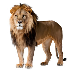 Obraz premium Regal Lion on a Pure White Background