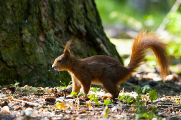 The Eurasian red squirrel (Sciurus vulgaris) in its natural habitat in the forest.