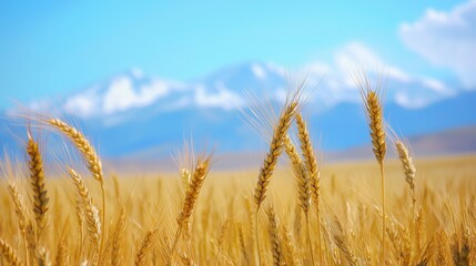 Naklejka premium Close-up of barley against distant snow capped mountains.