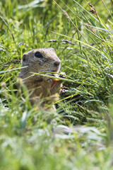 The ground squirrel is a European representative of the ground squirrel. Groundhog eating hazelnuts and posing. Syslí louka near Mladá Boleslav.